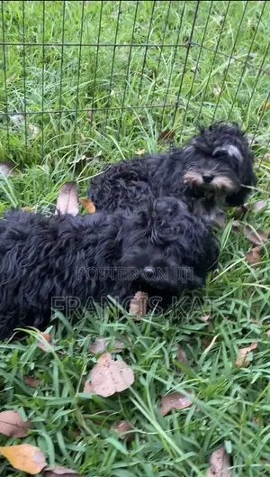 3-6 months Male Mixed Breed Shih Tzu