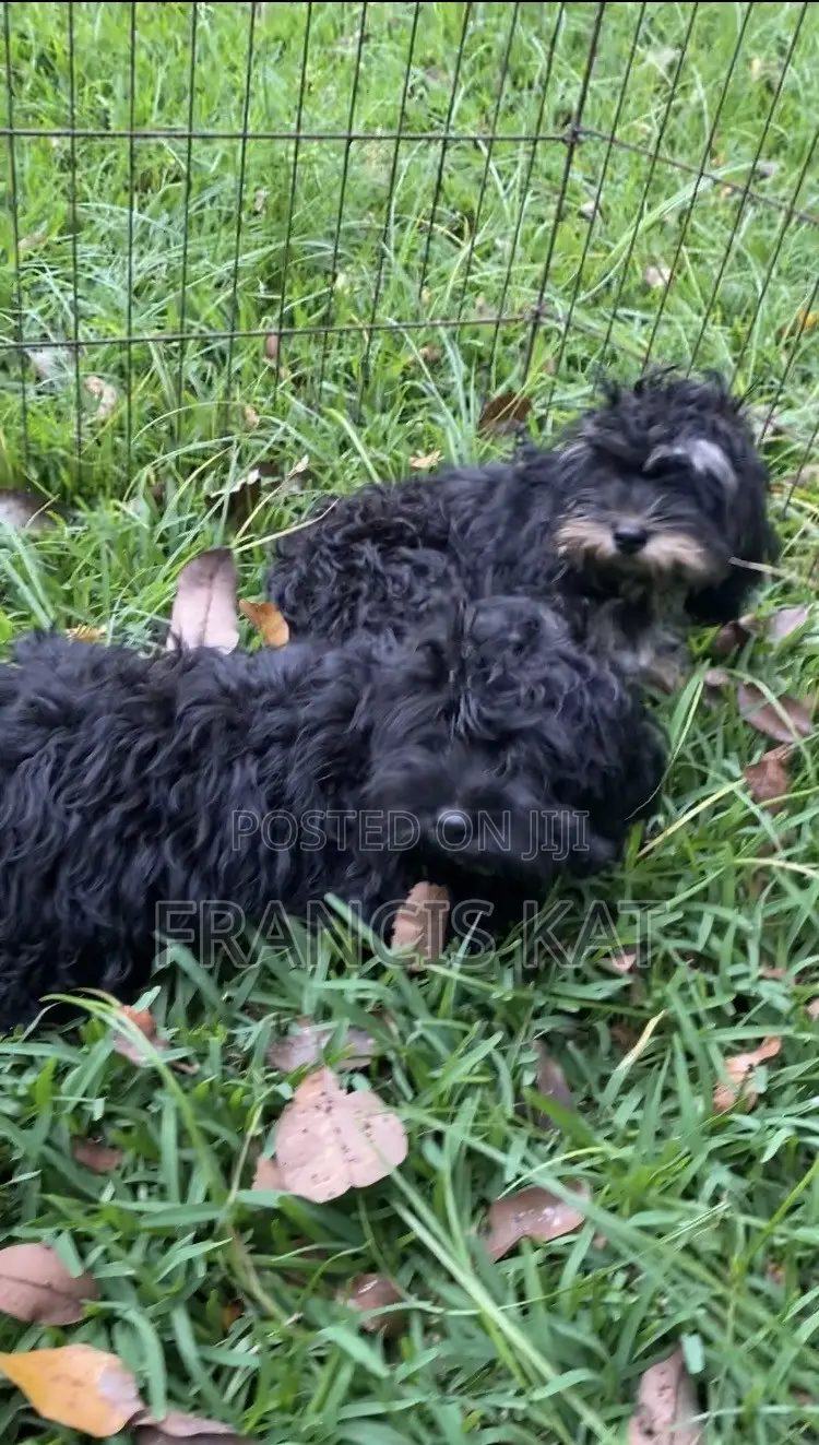 3-6 months Male Mixed Breed Shih Tzu