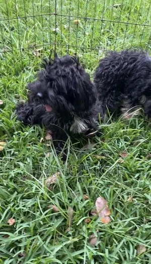 3-6 months Male Mixed Breed Shih Tzu