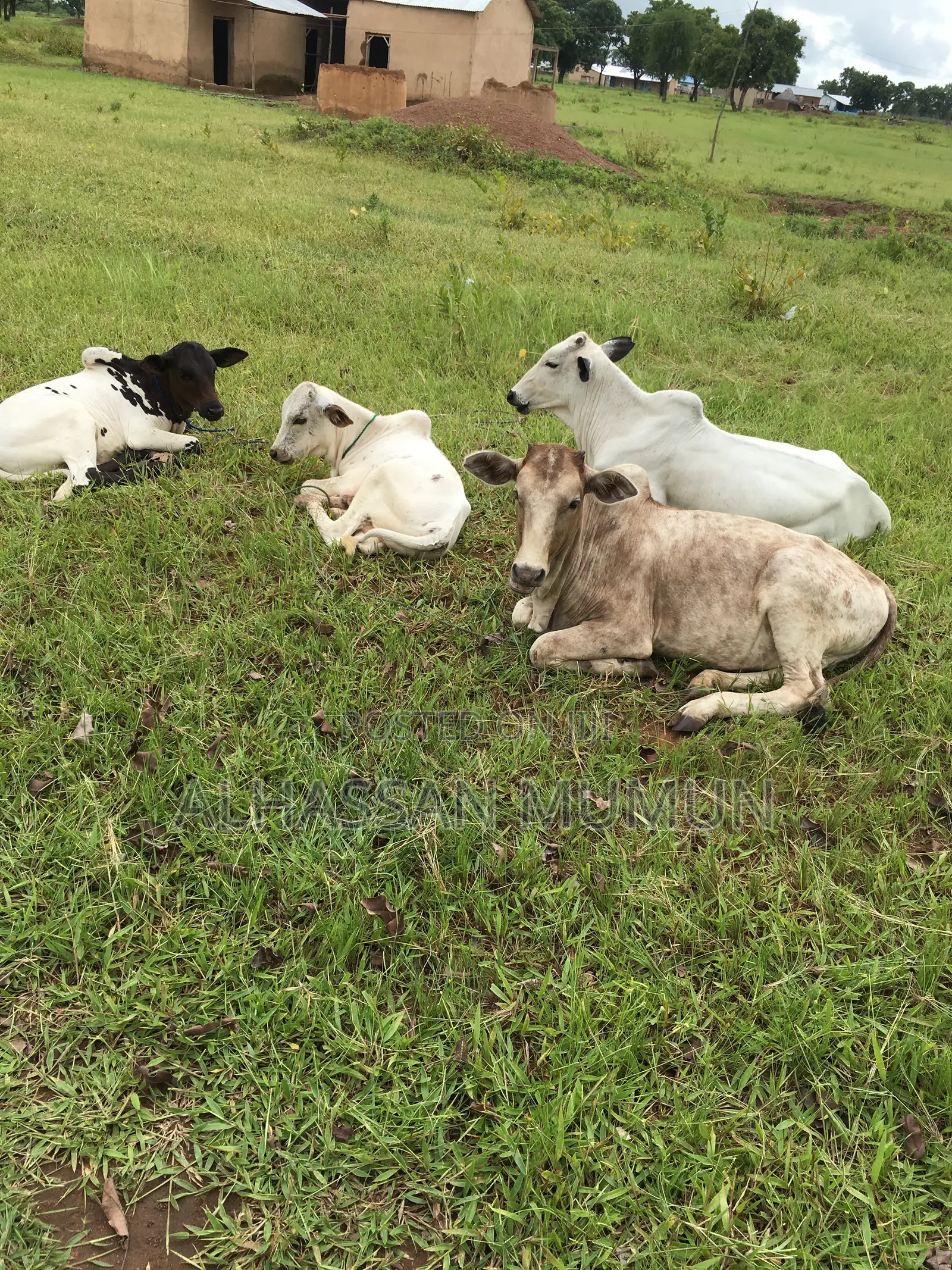Farm Animals