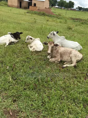Farm Animals