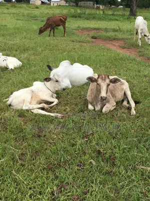Farm Animals