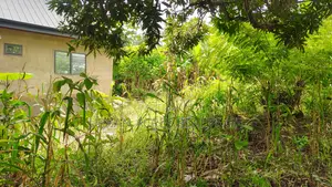 VOLTA REGION, HO (LOKOE-GREEN VALLEY) _ 6 Plots Building Land