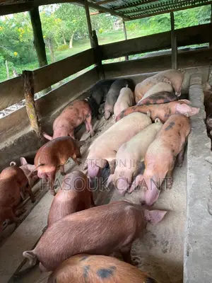 Pig-Live and Carcass