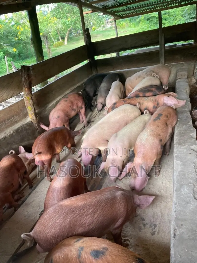 Pig-Live and Carcass