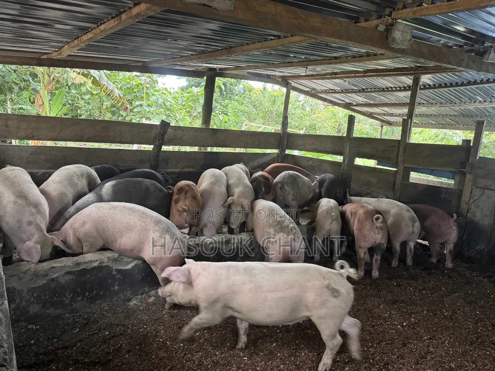Pig-Live and Carcass