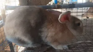 Pregnant Rabbits for Sale