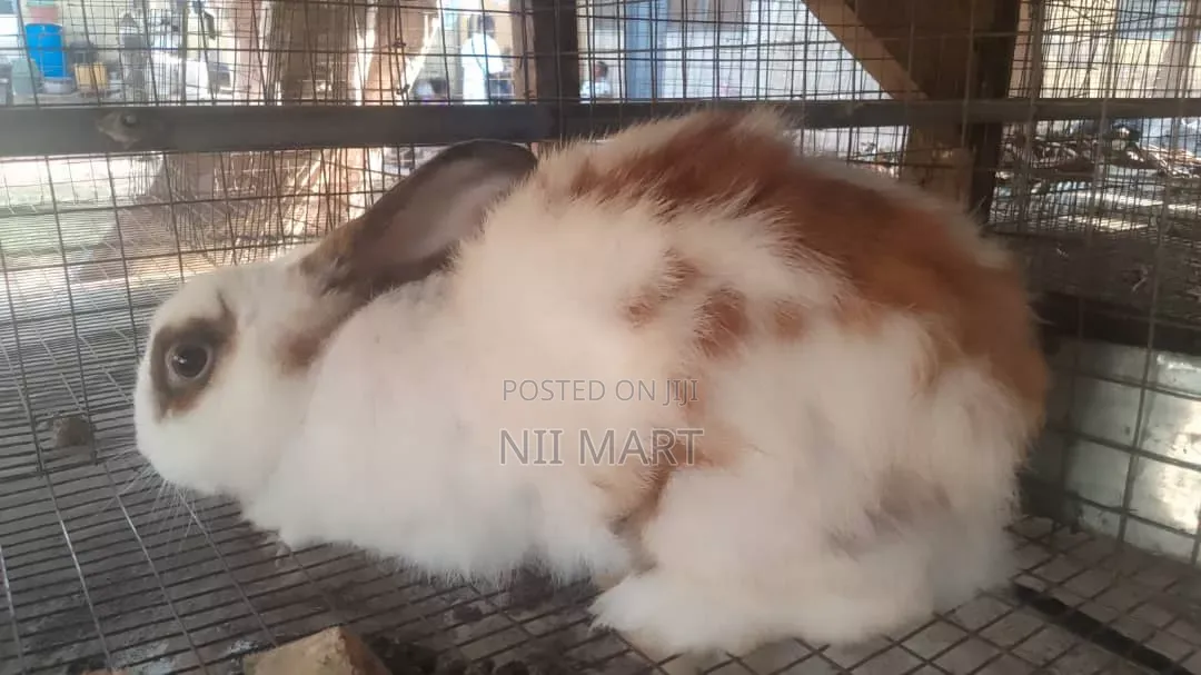 Pregnant Rabbits for Sale