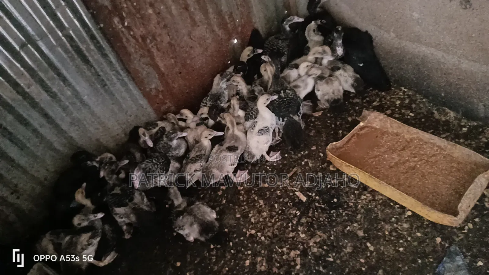 11⁄2-Month-Old Muscovy Ducklings for Sale!