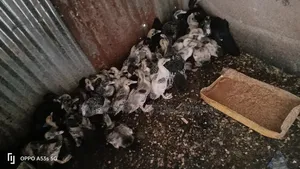 11⁄2-Month-Old Muscovy Ducklings for Sale!