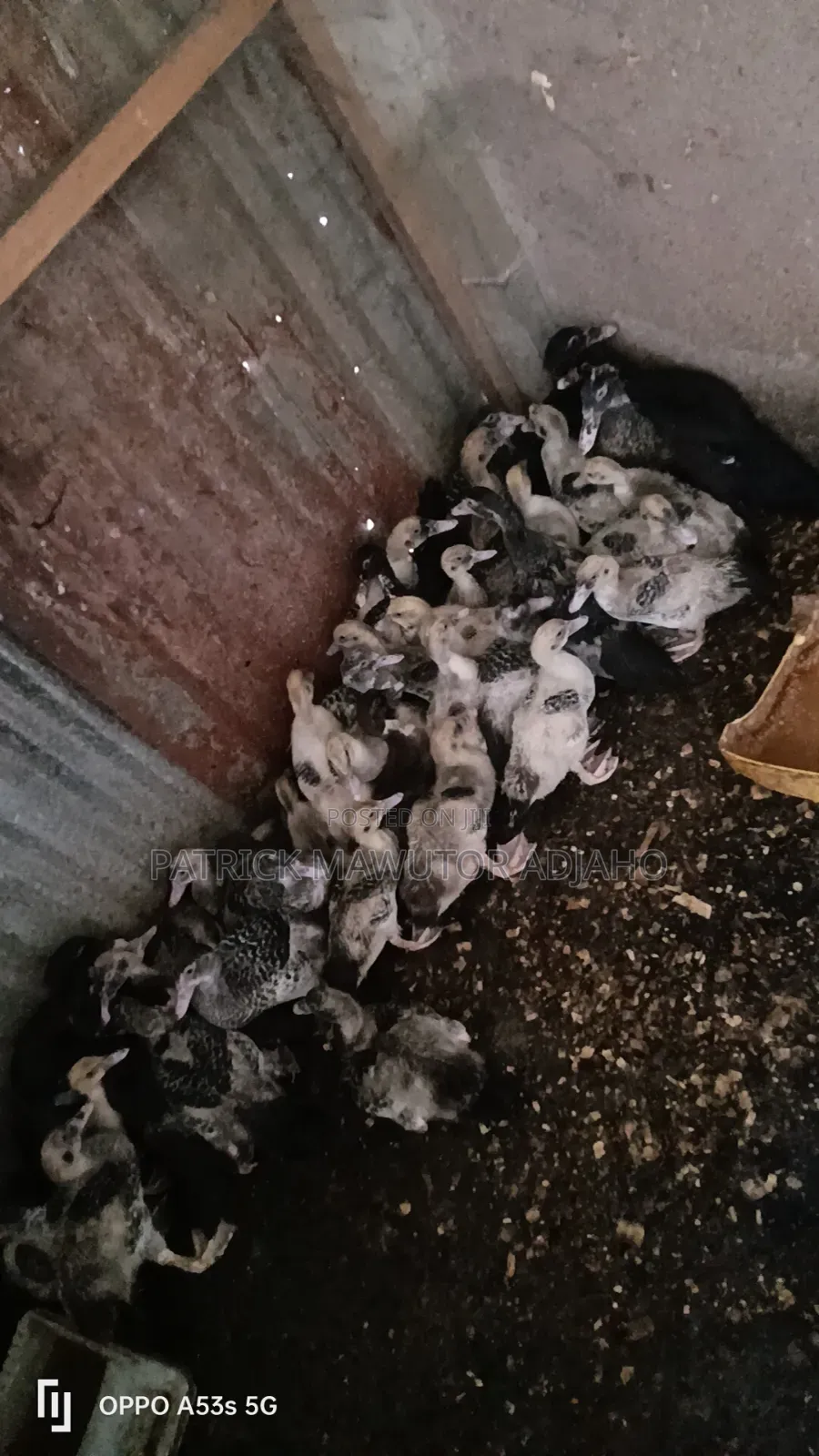 11⁄2-Month-Old Muscovy Ducklings for Sale!