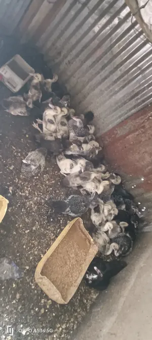 11⁄2-Month-Old Muscovy Ducklings for Sale!