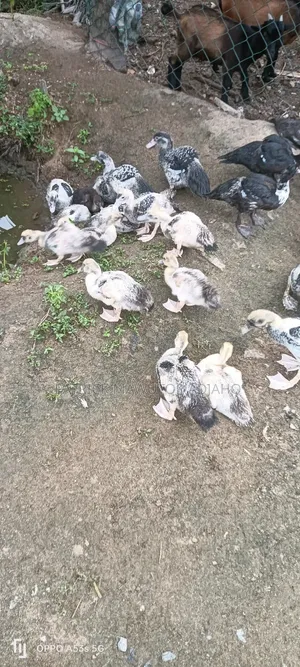 11⁄2-Month-Old Muscovy Ducklings for Sale!