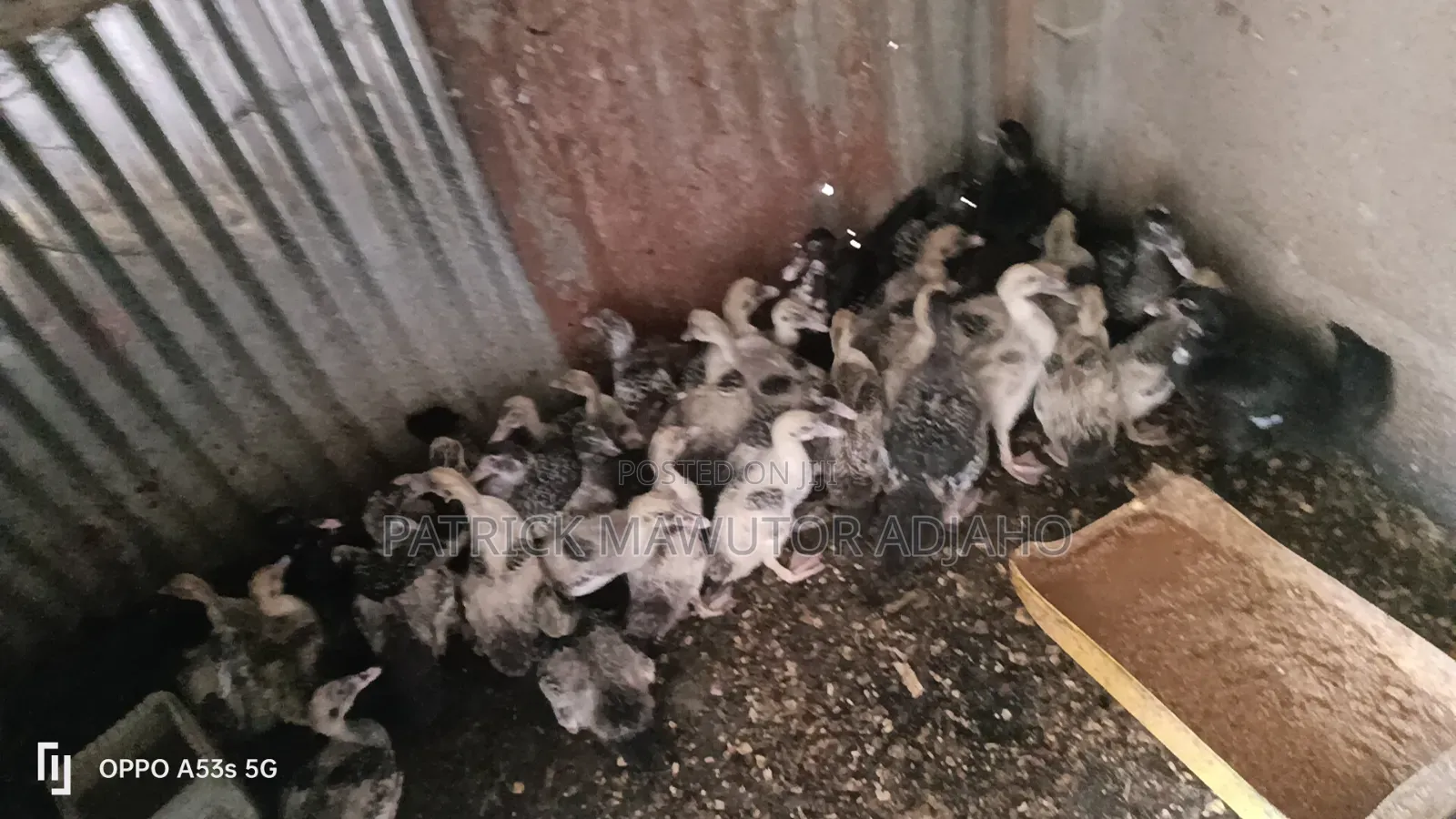 11⁄2-Month-Old Muscovy Ducklings for Sale!
