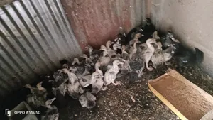 11⁄2-Month-Old Muscovy Ducklings for Sale!