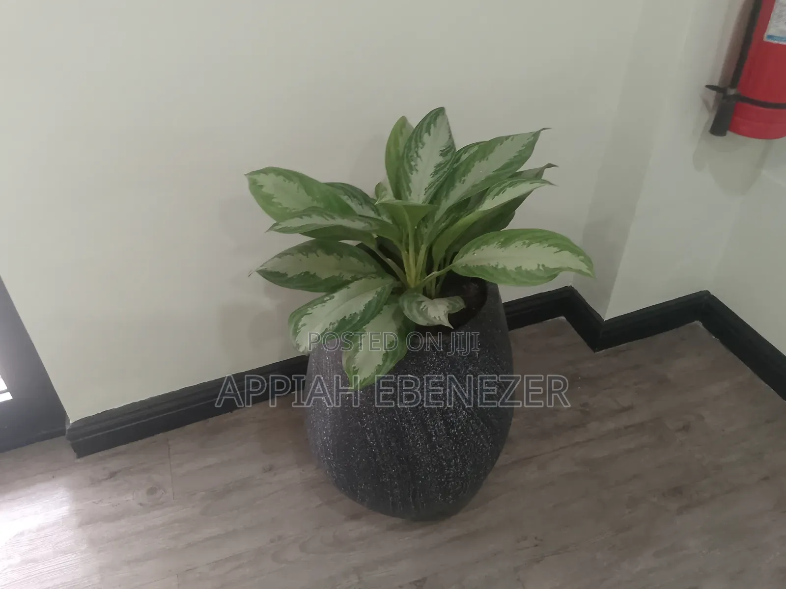 Gardening and Landscaping