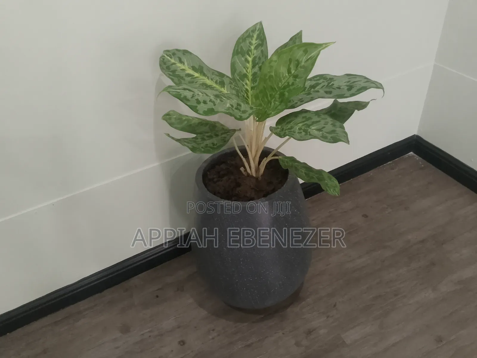 Gardening and Landscaping