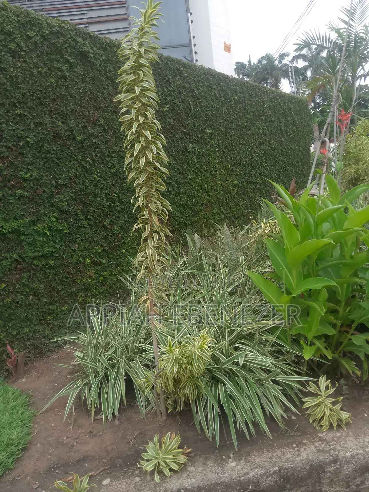 Gardening and Landscaping