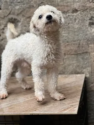 6-12 months Male Purebred Maltipoo