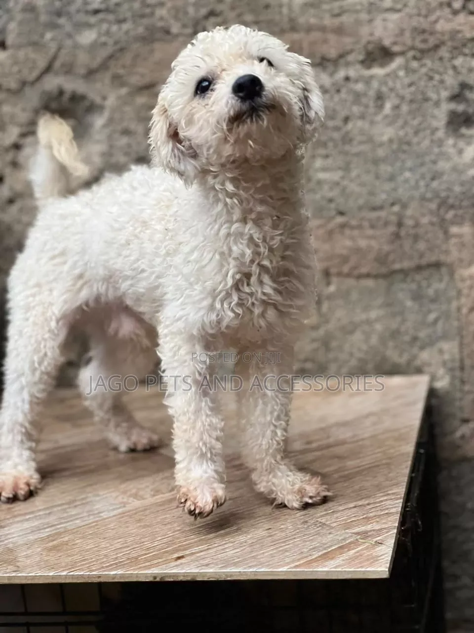 6-12 months Male Purebred Maltipoo