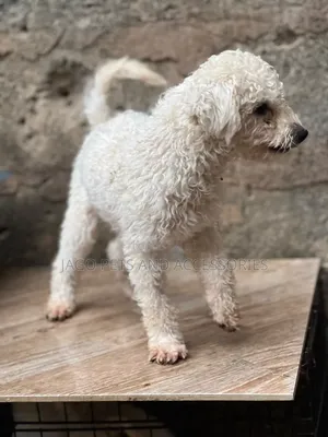 6-12 months Male Purebred Maltipoo