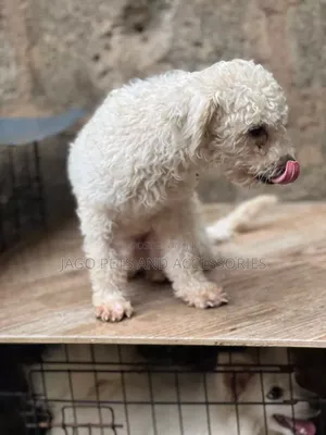 6-12 months Male Purebred Maltipoo