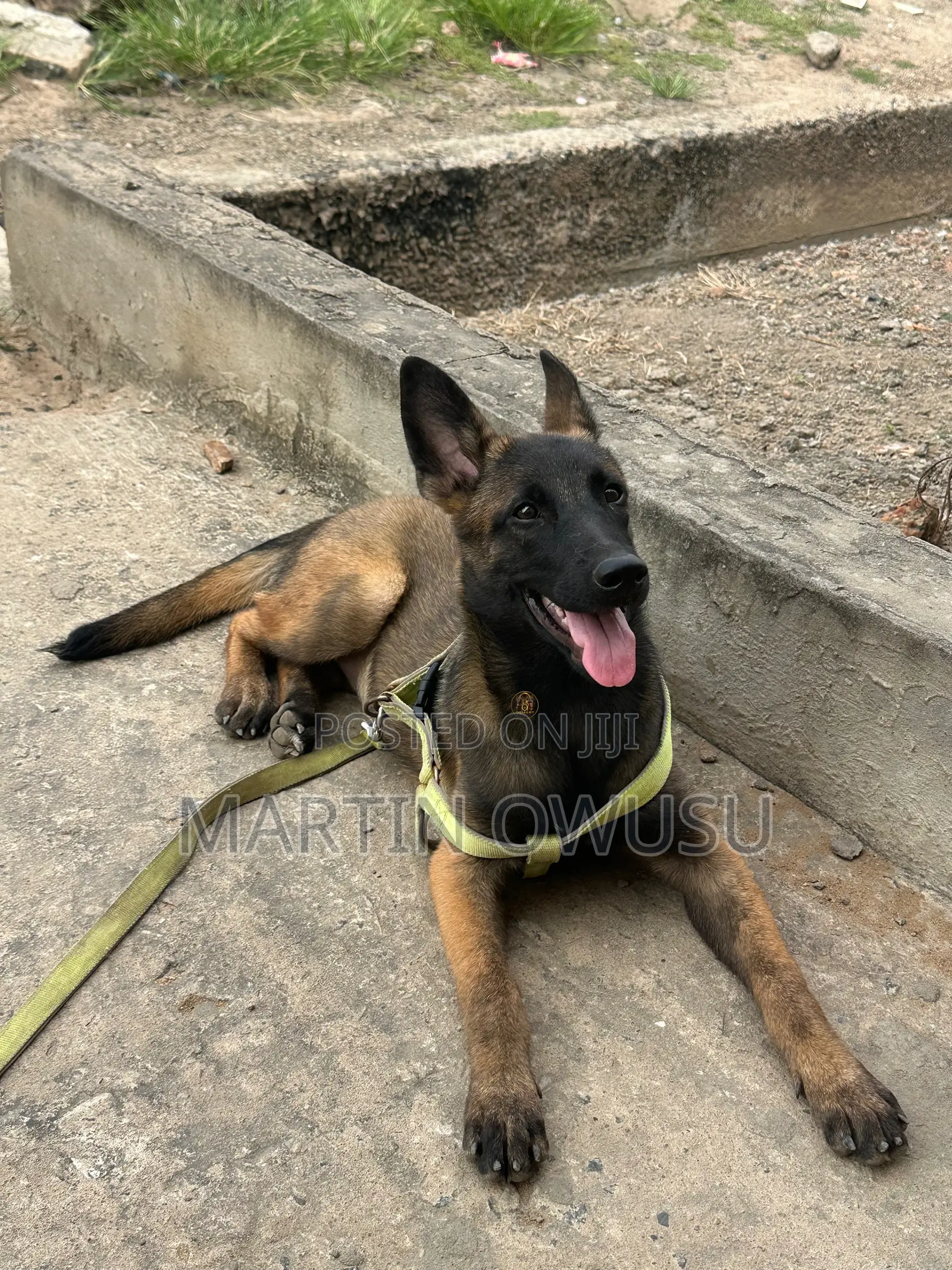 3-6 months Female Purebred Belgian Malinois