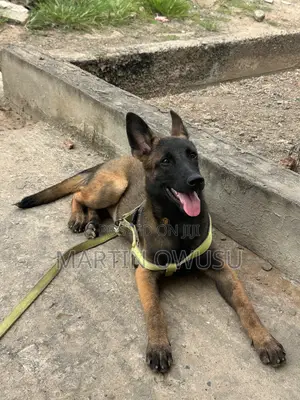 3-6 months Female Purebred Belgian Malinois