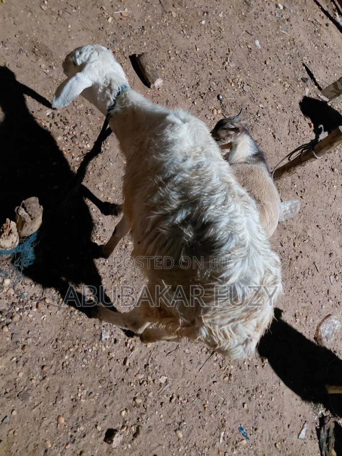 Sheep/Goats