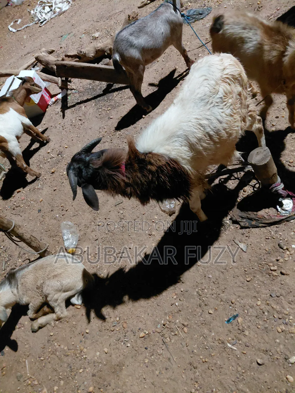 Sheep/Goats
