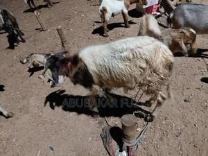 Sheep/Goats