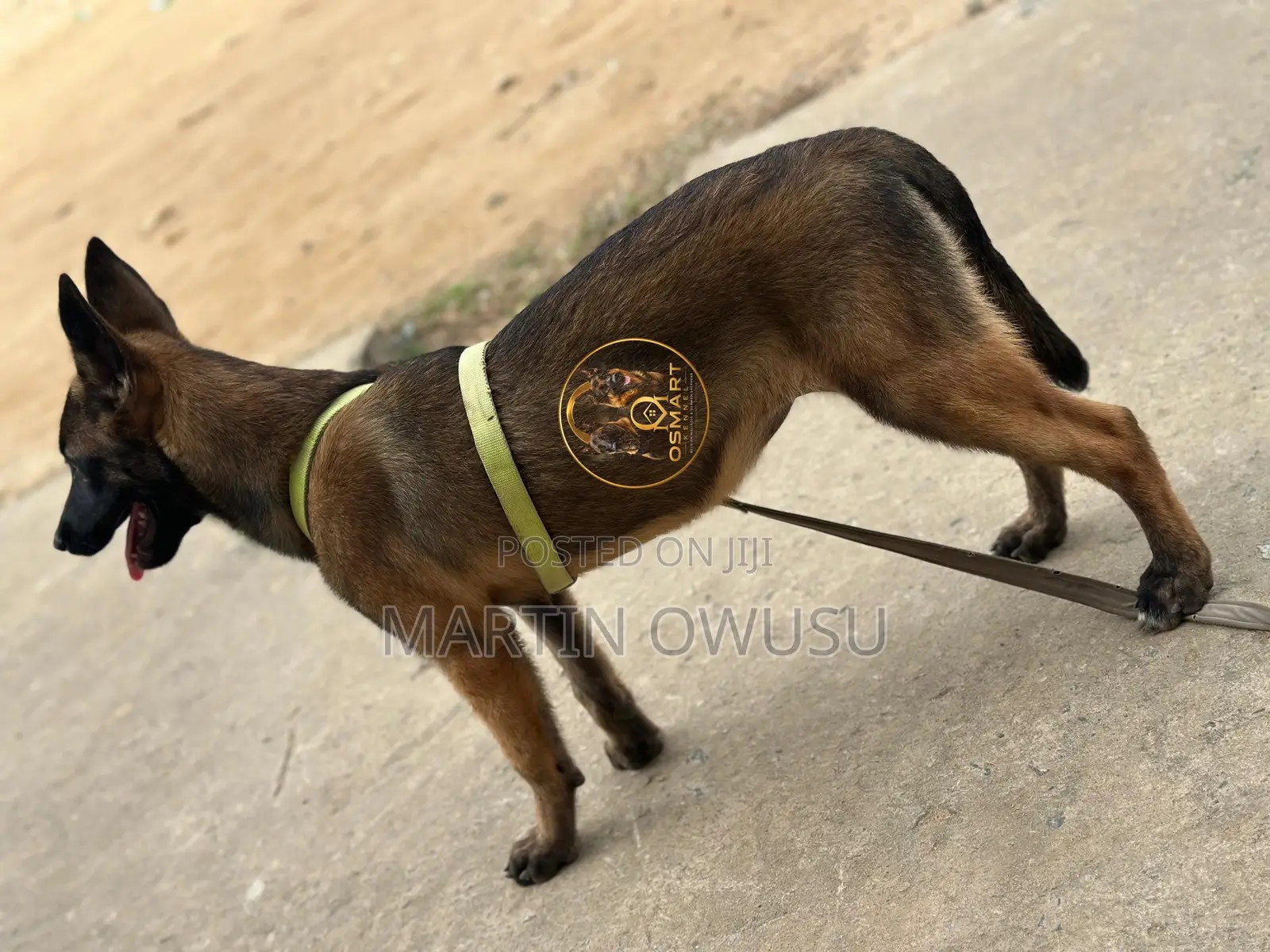 3-6 months Female Purebred Belgian Malinois