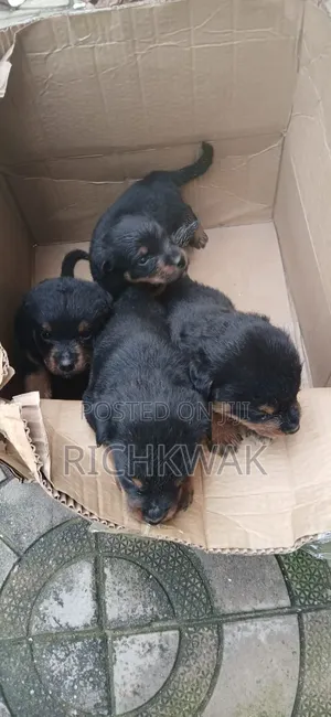 0-1 month Male Mixed Breed Doberman Pinscher