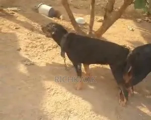0-1 month Male Mixed Breed Doberman Pinscher