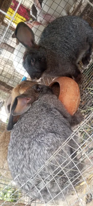 Healthy Rabbit (Growers)