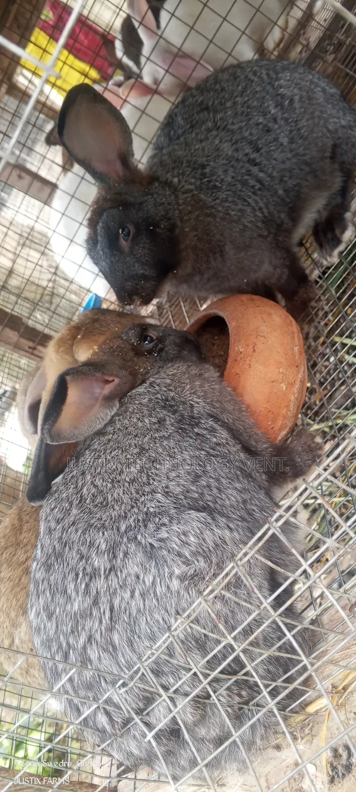 Healthy Rabbit (Growers)
