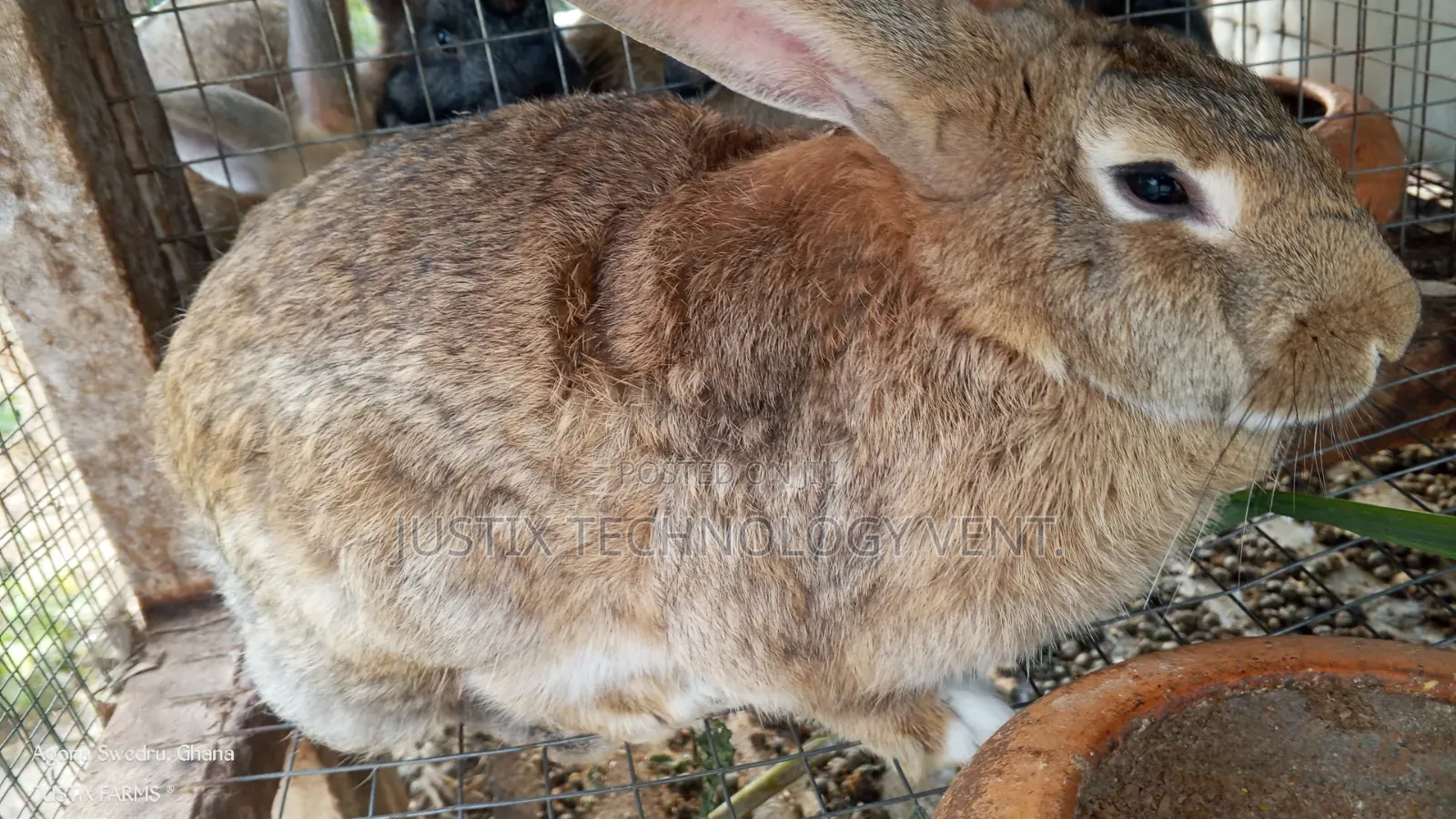 Healthy Rabbit (Growers)