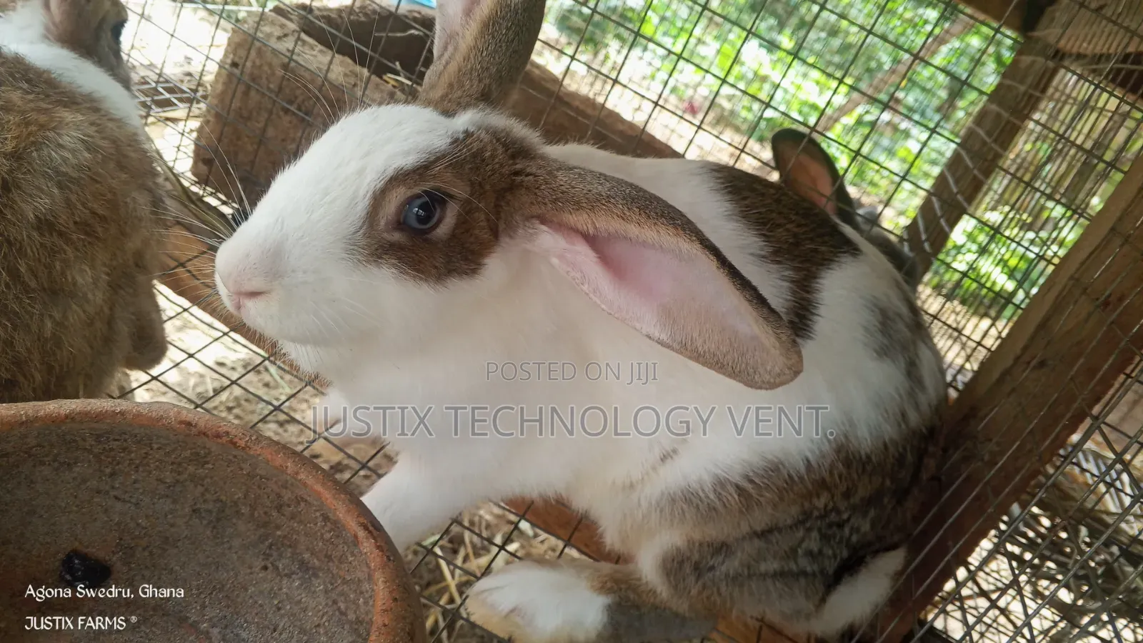 Healthy Rabbit (Growers)