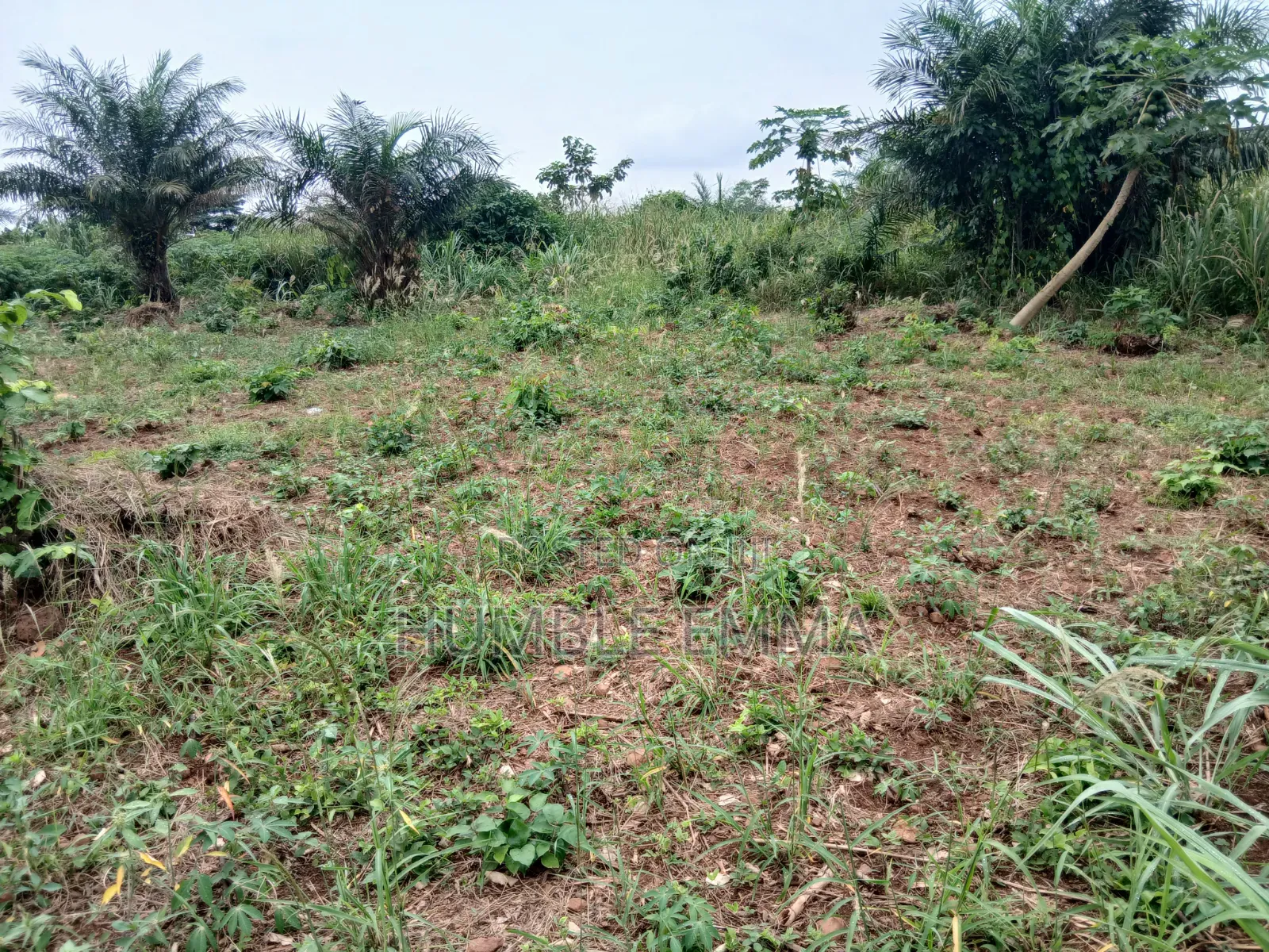 Half/Full Plots for Sale at Ampabame, Kwahoma and Afrancho. Call Now At