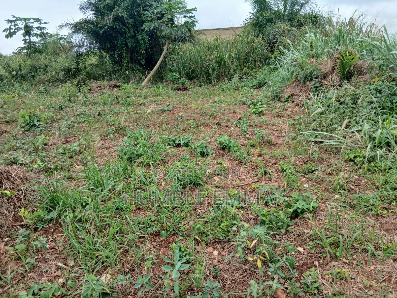 Half/Full Plots for Sale at Ampabame, Kwahoma and Afrancho. Call Now At
