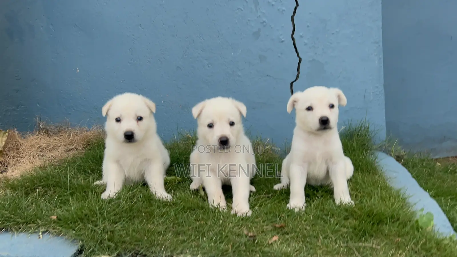 1-3 months Female Purebred White Shepherd