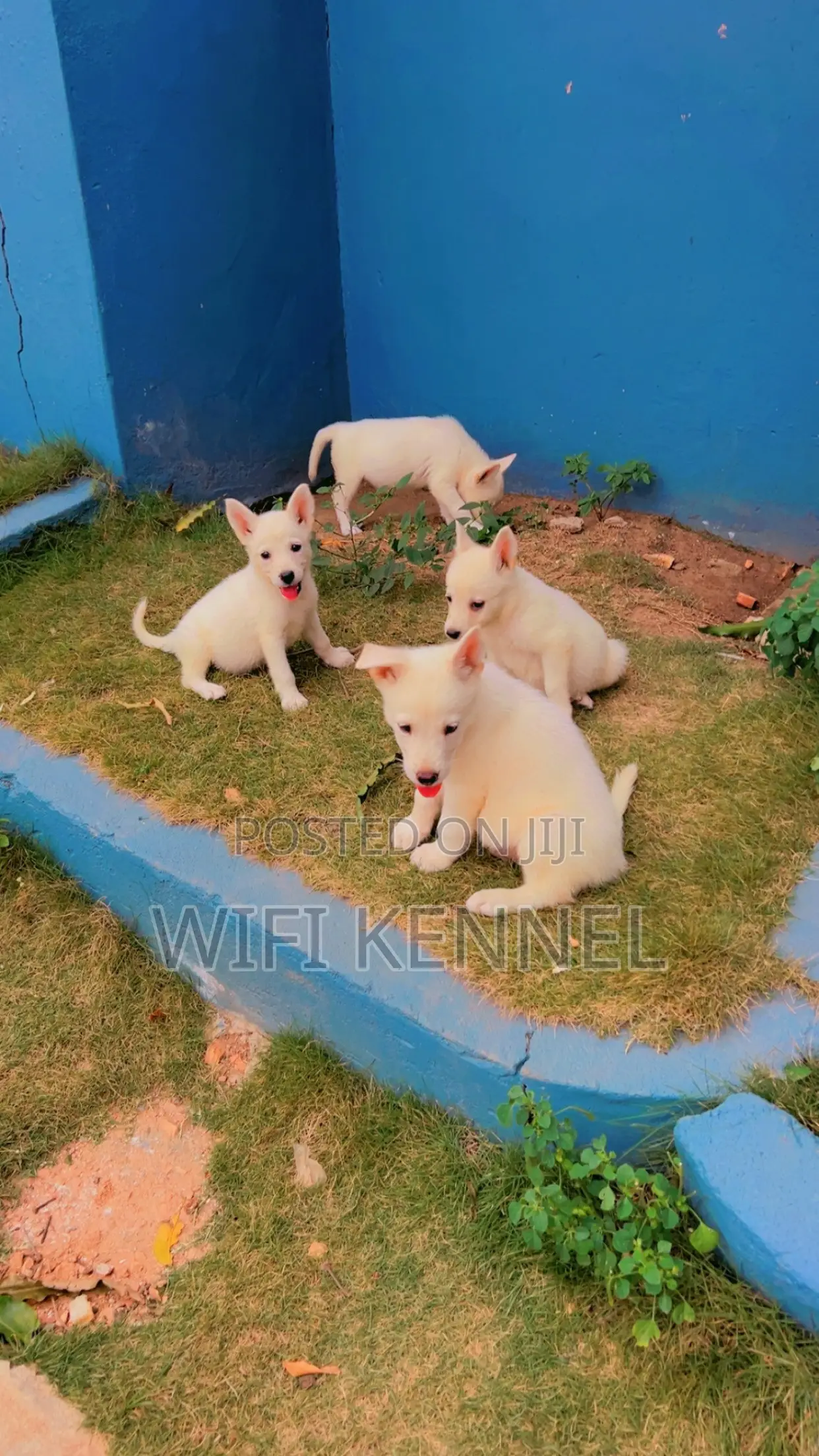 1-3 months Female Purebred German Shepherd