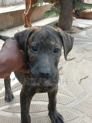 1-3 months Female Purebred Boerboel