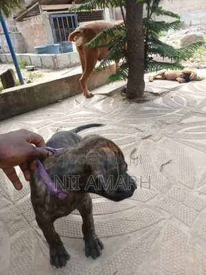 1-3 months Female Purebred Boerboel