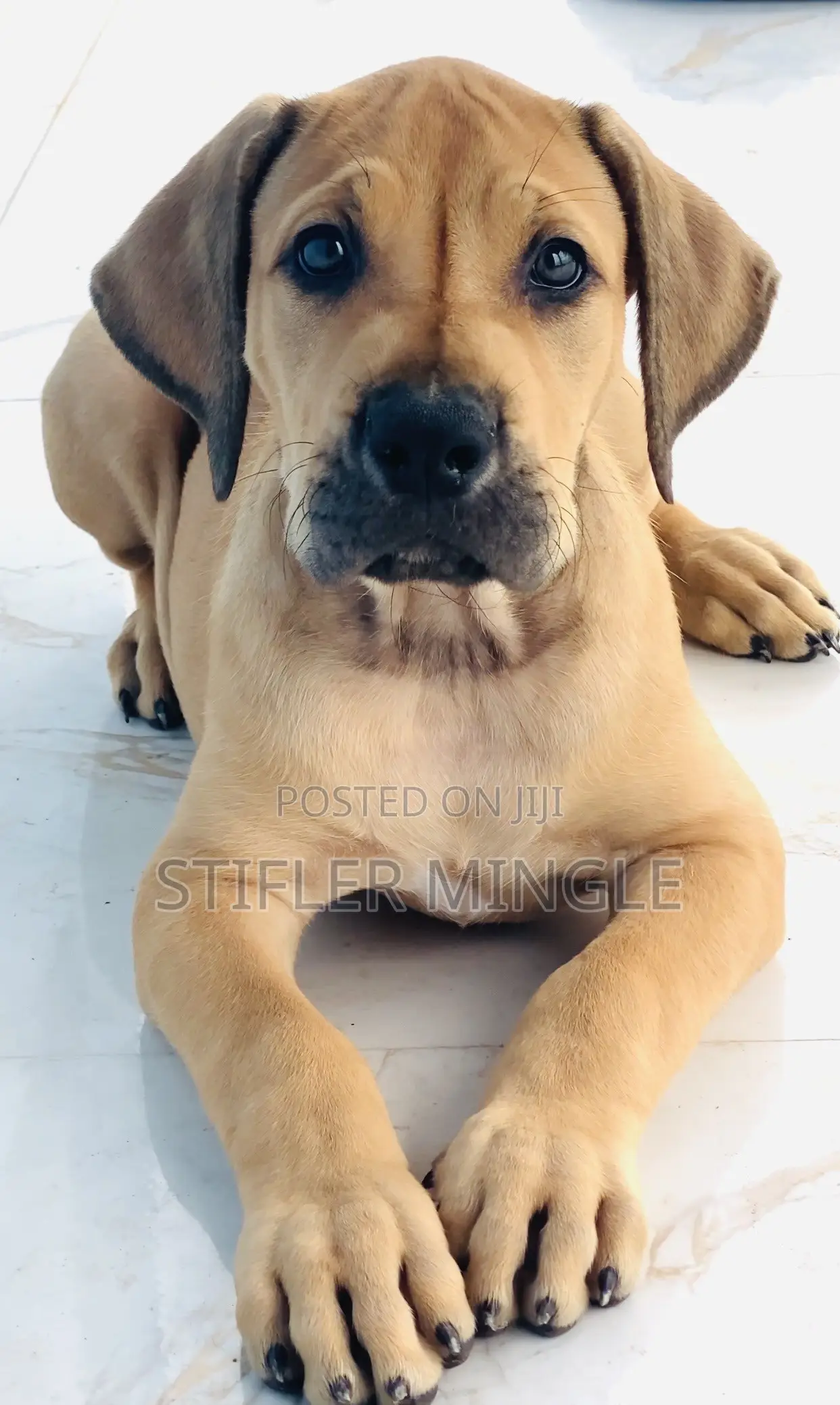 1-3 months Female Purebred Boerboel