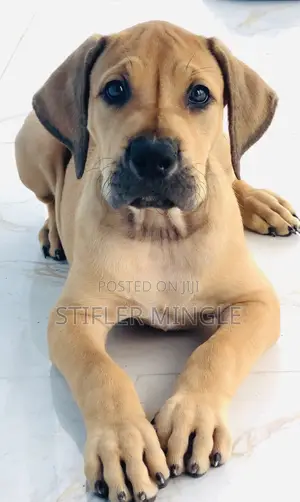 1-3 months Female Purebred Boerboel