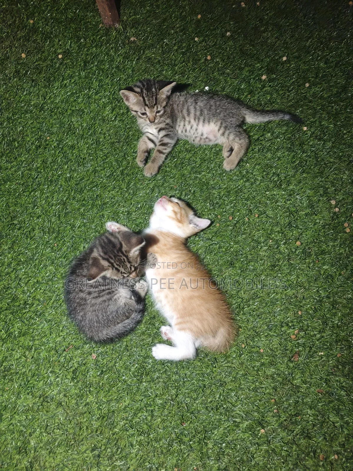 0-1 month Male Mixed Breed Tabby