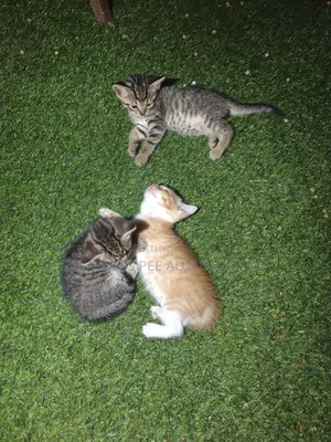 0-1 month Male Mixed Breed Tabby