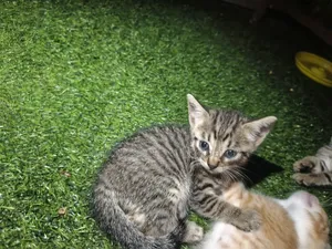 0-1 month Male Mixed Breed Tabby