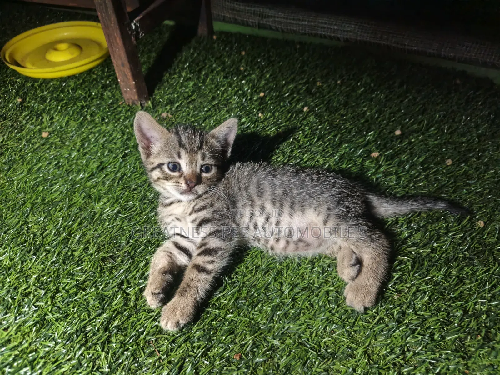 0-1 month Male Mixed Breed Tabby